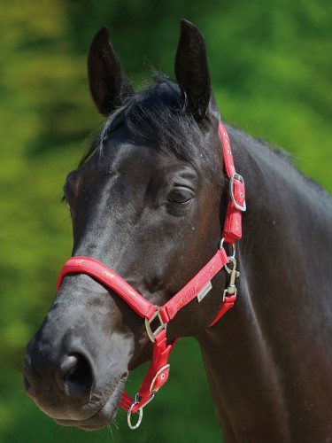 Päitsed Little Horse Waldhausen