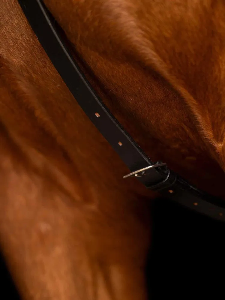 Martingal Core Imperial Riding