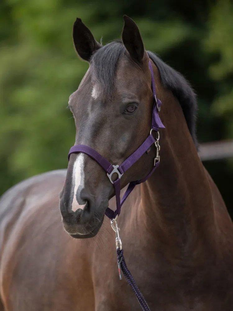 Päitsed Hippo Covalliero