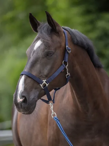 Päitsed Hippo Covalliero