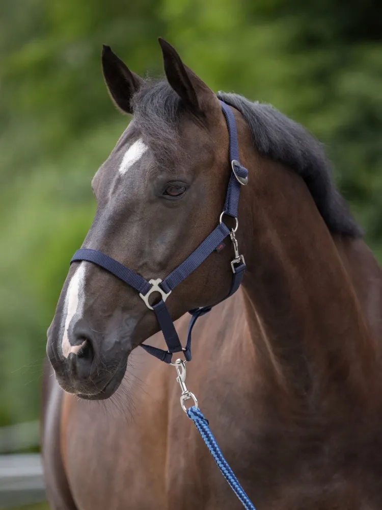 Päitsed Hippo Covalliero