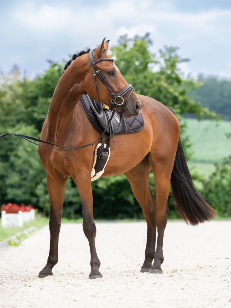Valjad Swedish Covalliero