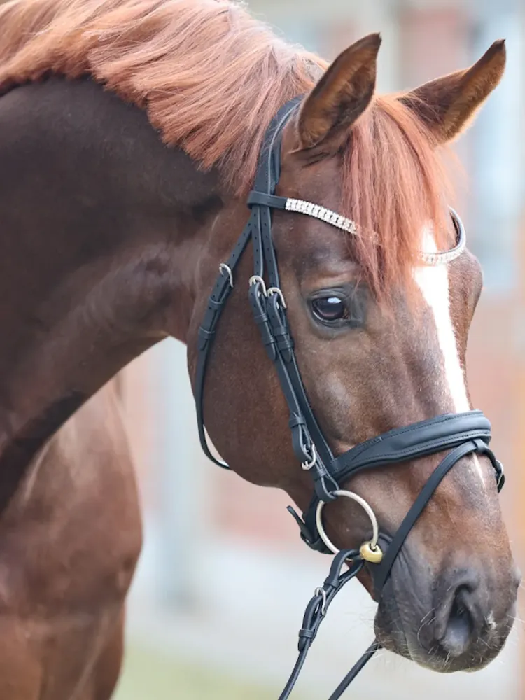 Valjad Everness Oiled Leather Kavalkade