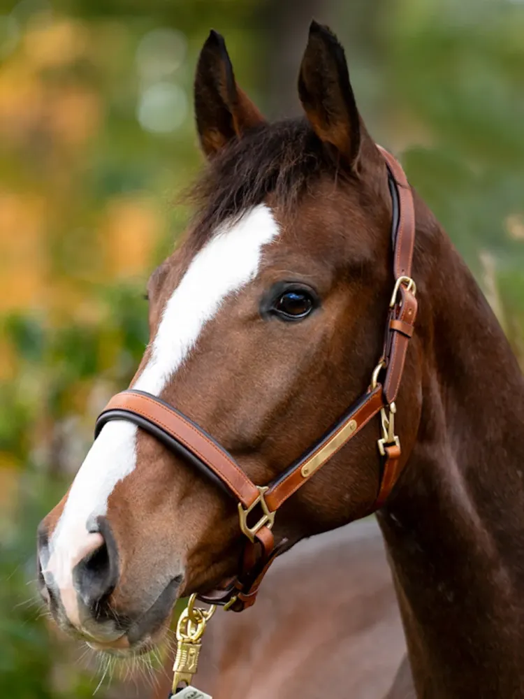 Nahast päitsed Cinta Kavalkade