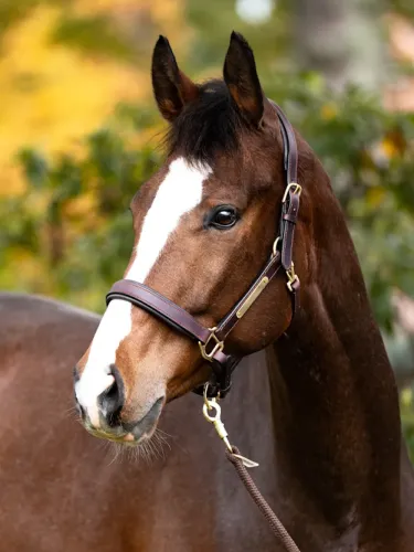 Nahast päitsed Cinta Kavalkade