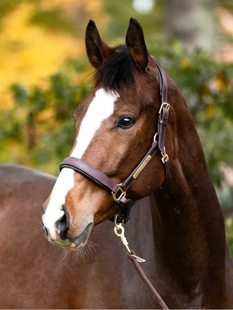 Nahast päitsed Cinta Kavalkade