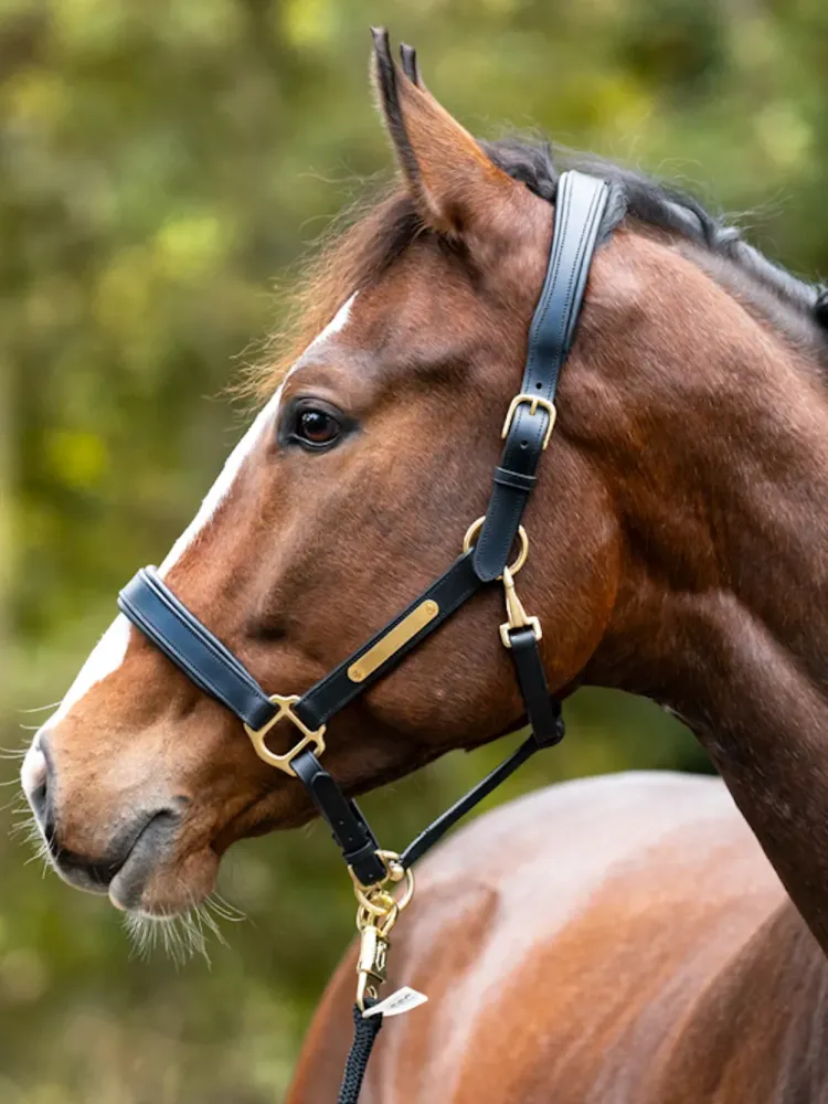 Nahast päitsed Cinta Kavalkade