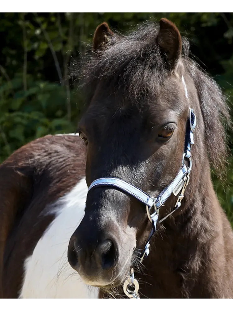 Päitsed Shetty Shorty Kavalkade
