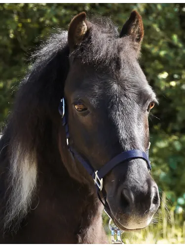 Päitsed Shetty Shorty Kavalkade