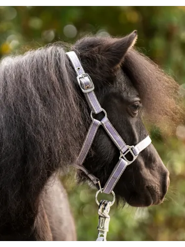 Päitsed Shetty Shorty Kavalkade