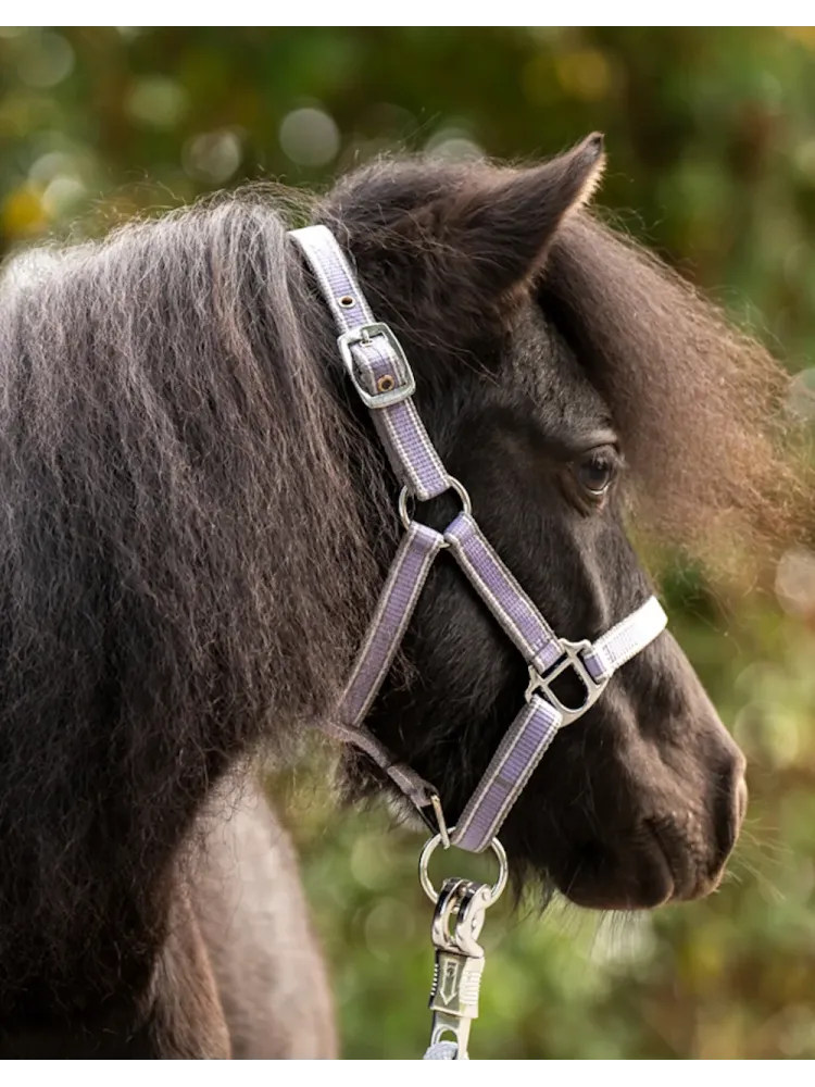 Päitsed Shetty Shorty Kavalkade