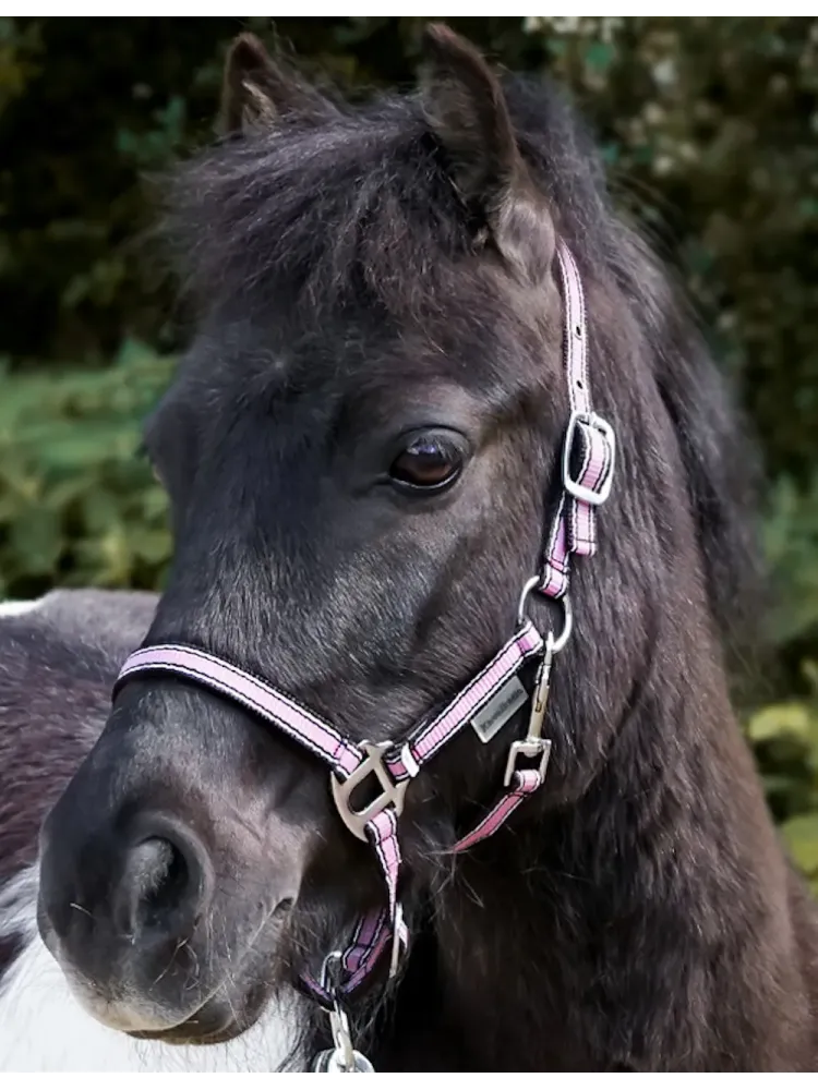 Päitsed Shetty Shorty Kavalkade