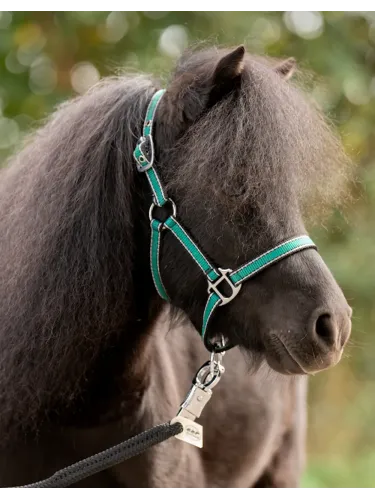 Päitsed Shetty Shorty Kavalkade