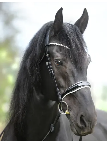 Valjad Juliana Patent Kavalkade