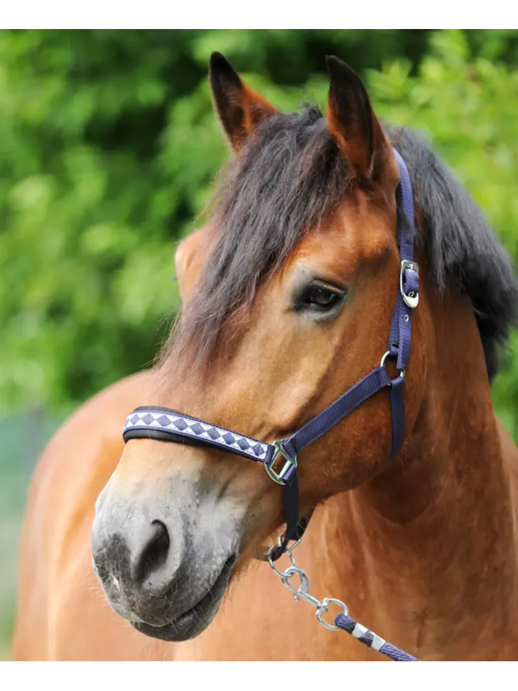 Päitsed Draft Horse Classic Kavalkade