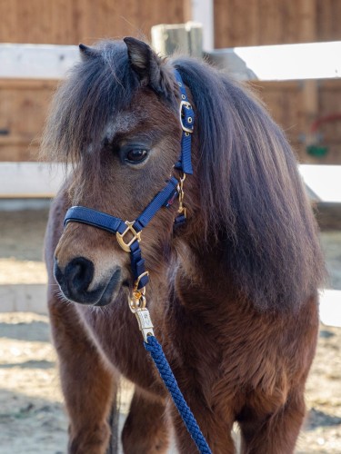 Päitsed TopLine Varss