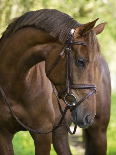 Valjad Bridle Classic